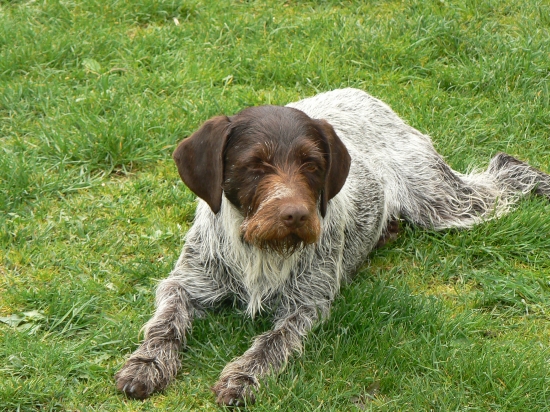 Brita z Hlbokého jarku