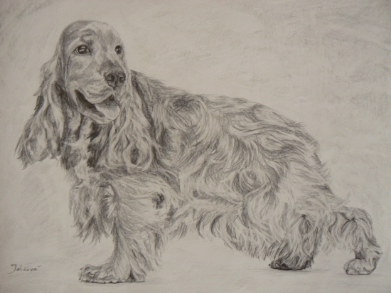 Kokeršpaniel-ceruza