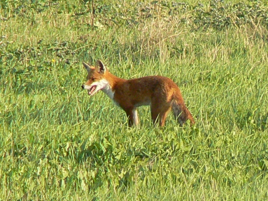 líška