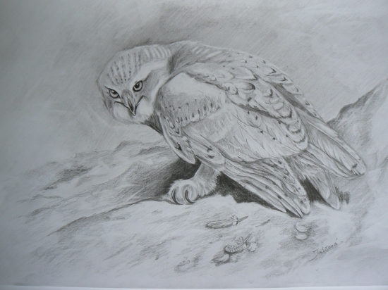 Belaňa tundrová-ceruza