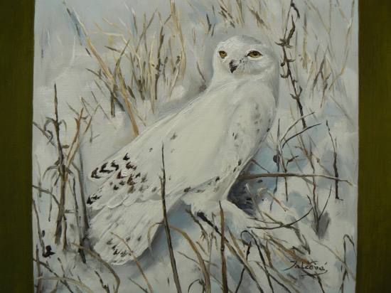 Belaňa tundrová-olej na sololite