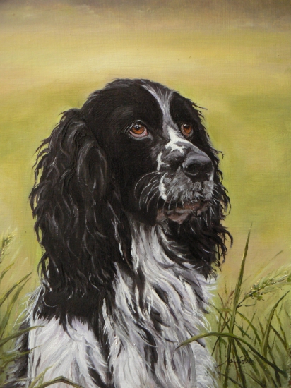 angl.špringeršpaniel-olej na sololite
