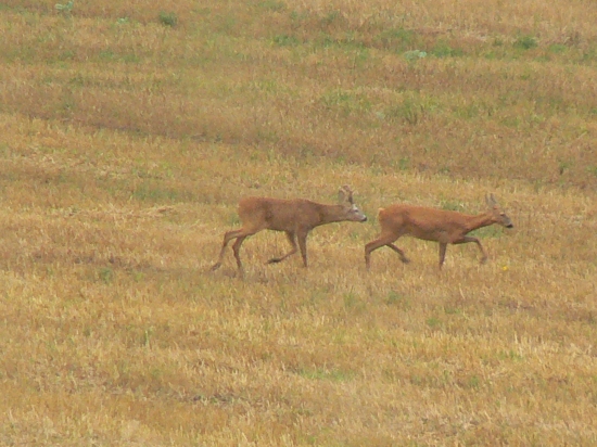 ruja