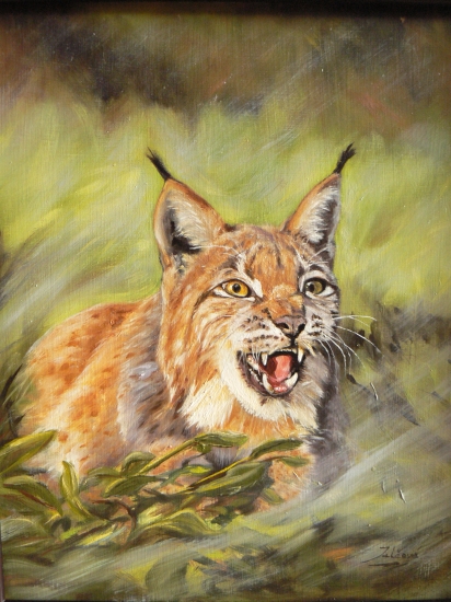 rys-olej na sololite