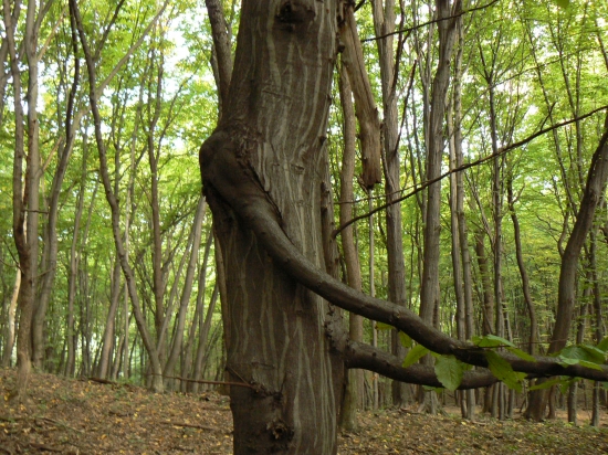 strom s otvorenou náručou