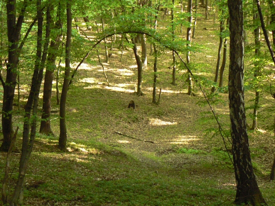 lesná brána