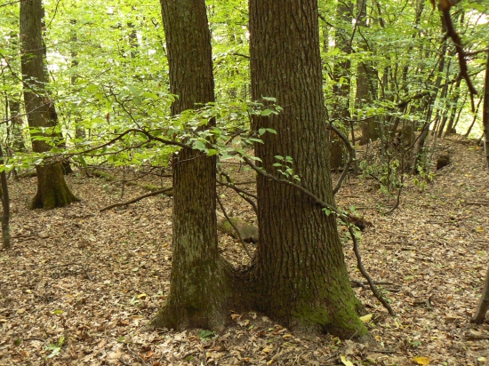 dvojica