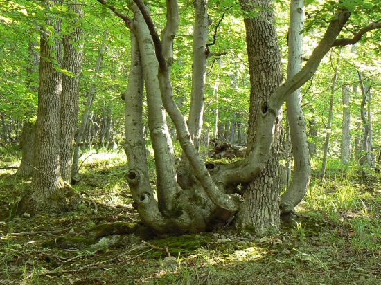 chobotnicový