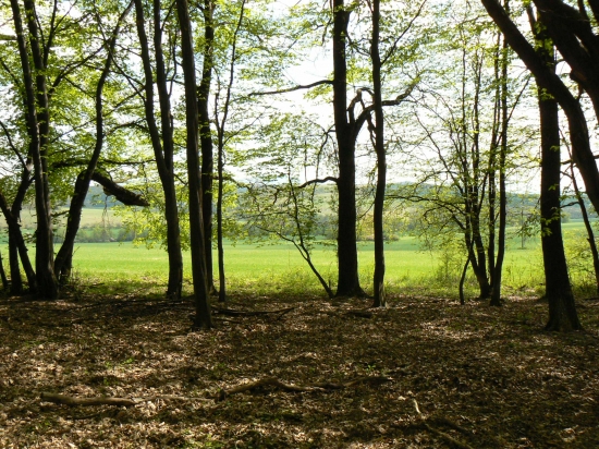 pozastavenie