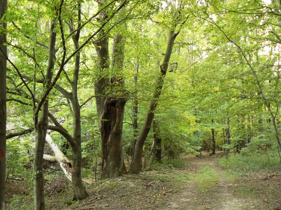 potulková