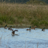kačice na dočasnom jazierku