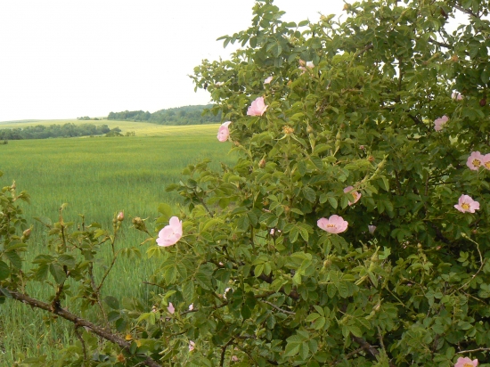 spoza šípového kra