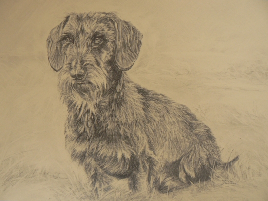 jazvečík-ceruza A3