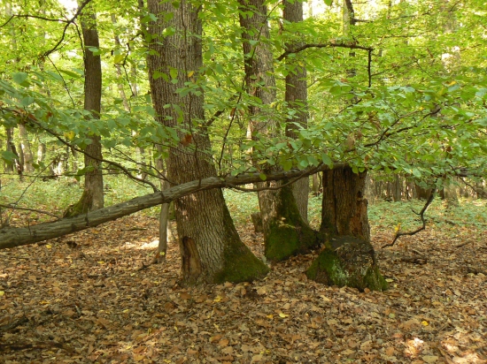 skoro vodorovný rast