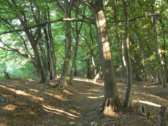 lesná rampa zdvihnutá