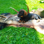 Bruno Spod Šarišského hradu