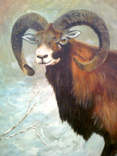 portrét muflona