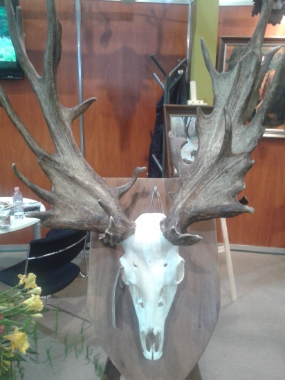 Raritný daniel FEHOVA