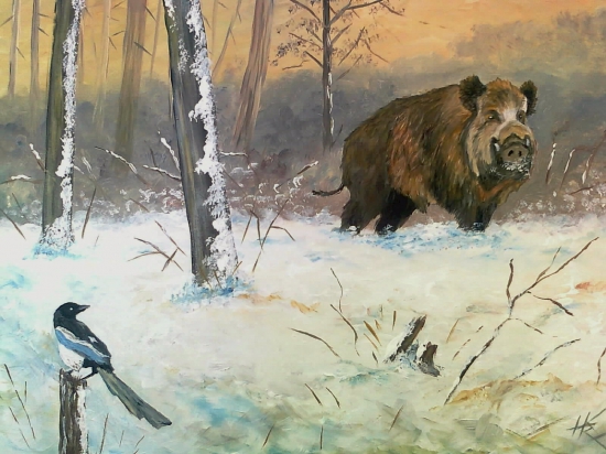 Diviak v zasneženom lese