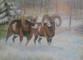 Muflony v zime