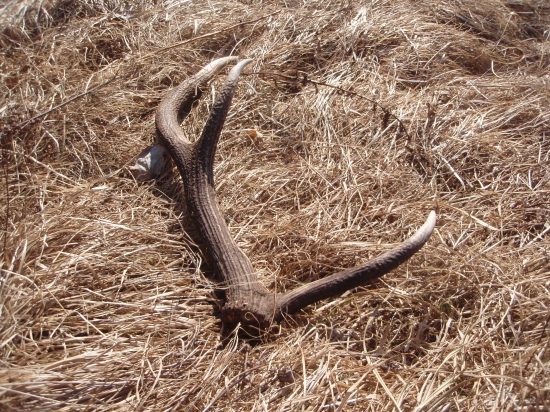 poteší aj minuloročný :)