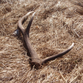 poteší aj minuloročný :)