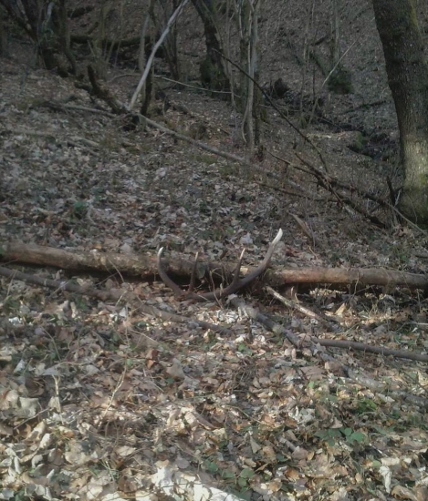 pocestný desatorák