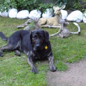 náš Black :)