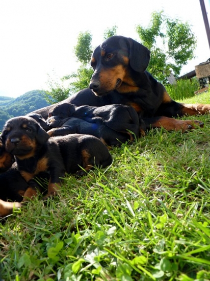 Hajdy a jej prvé štence