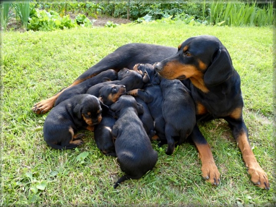 Hajdy a jej potomstvo