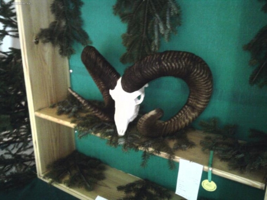 zlatý baran neoficiálny rekord SR