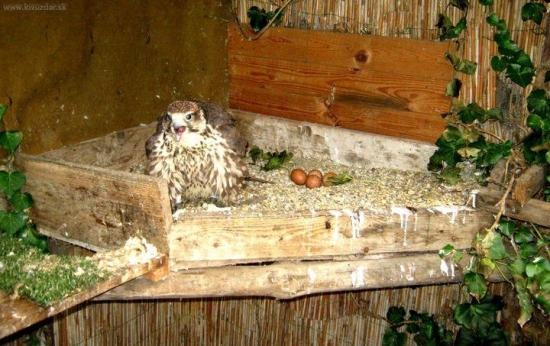 Hnevá sa - mením jej vodu...