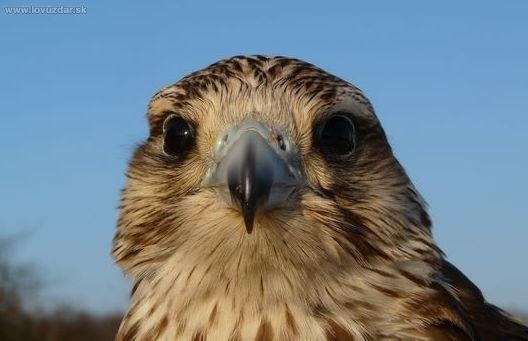 Goldička. (v mladom)