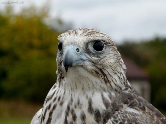 Goldička. (v prvom bielom)