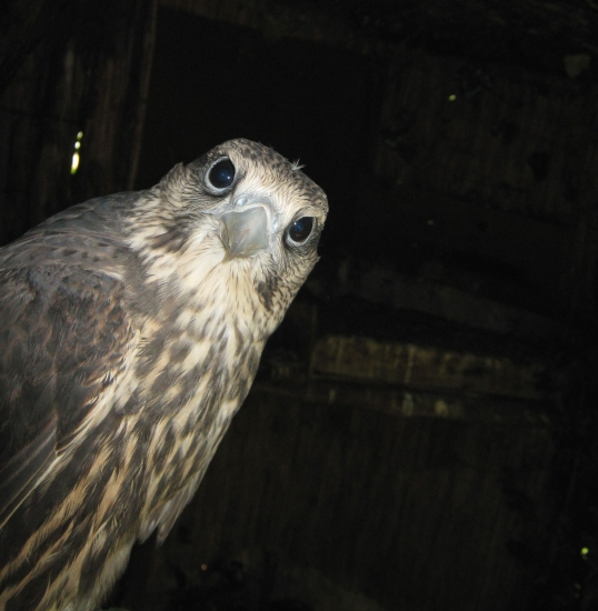 ...kuk č.2...pohoďáčka