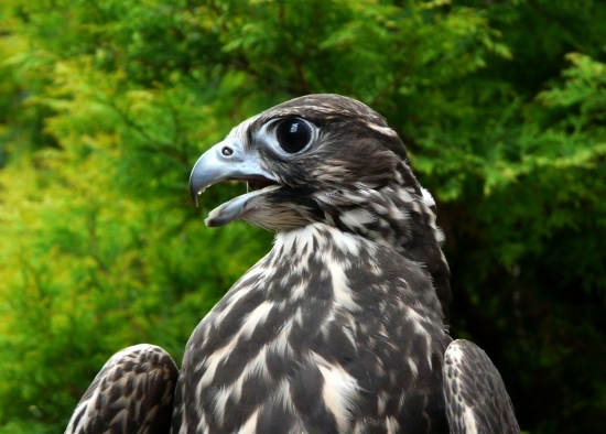 Prvý deň - z voliéry.