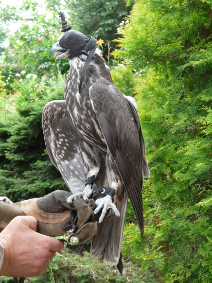 Prvý deň - z voliéry.