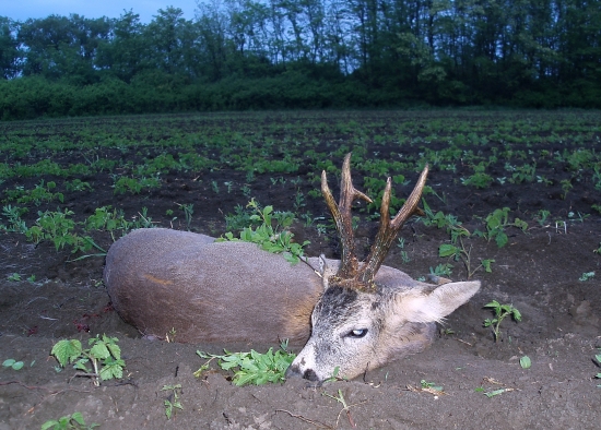 Kapitálny srnec z východu...