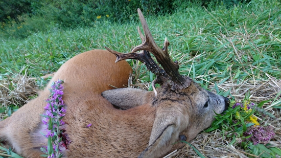 Úlovok z najvzácnejších...