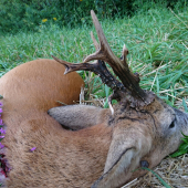 Úlovok z najvzácnejších...