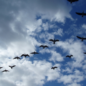 Divé husi nízko...