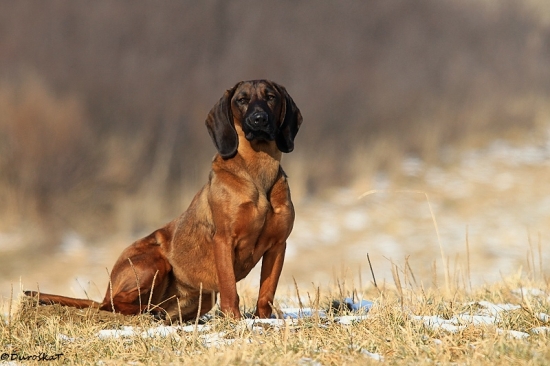 Urazená(vždy zahryzne peru)