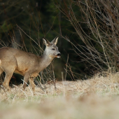 Srna lesná
