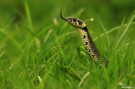 Niesla sa ponad trávu