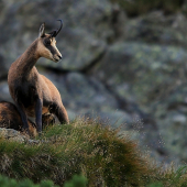 Poriadne sa nakŕmiť