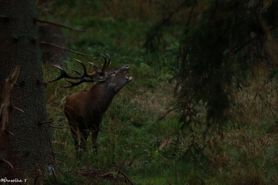 Dnešný, môj prvý privábený