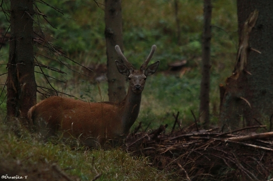 Asistent hlavného jeleňa