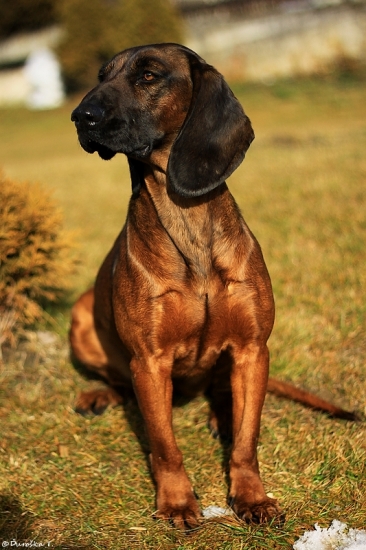 Pomocníčka na nezaplatenie