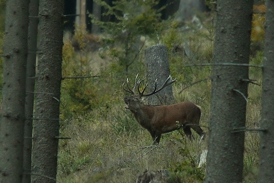 Najkrajšie okamihy jesene
