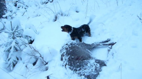 Hlasim jelenicku(Brok)